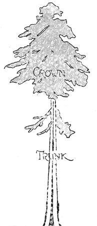 sketch of tree