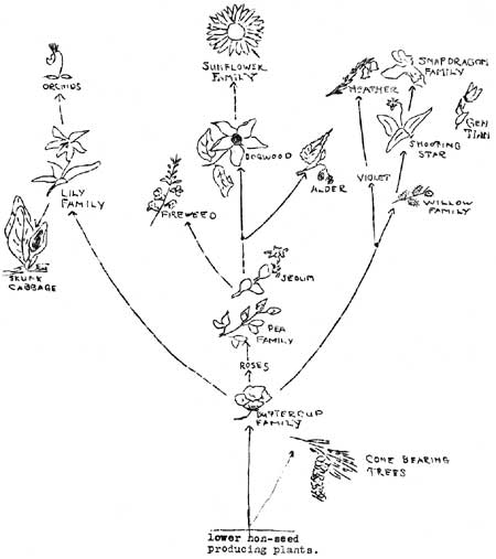 sketch of plant family tree
