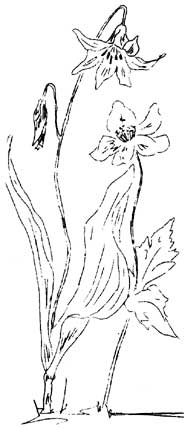 sketch of plants