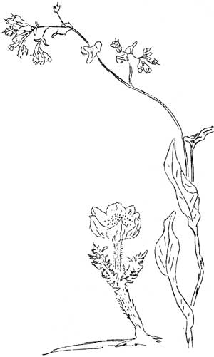 sketch of plants