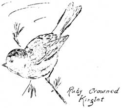 ruby-crowned kinglet