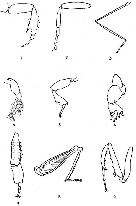 illustrations of insect legs