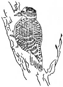 Alaska Three-Toed Woodpecker