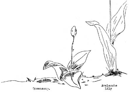 Queenscup and Avalanche Lily