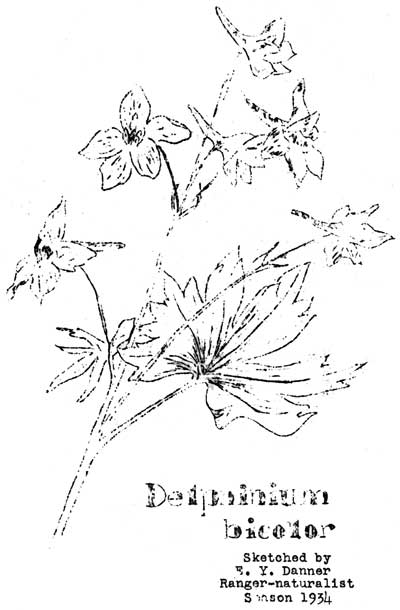 Delpinium bicolor