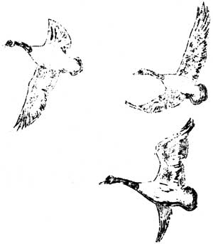 waterfowl in flight