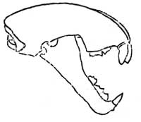 cougar skull