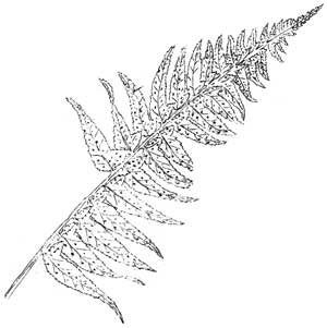 sketch of sword fern