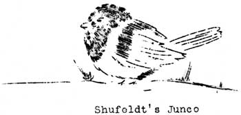 Shufeldt's Junco