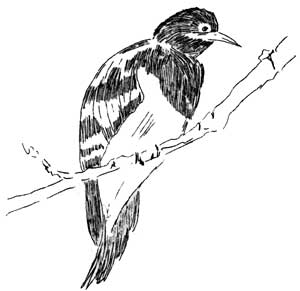 Northern red-breasted sapsucker