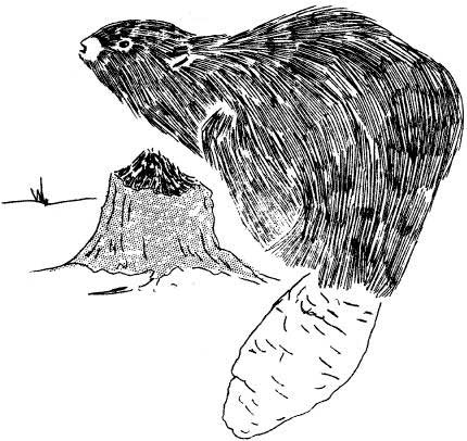 sketch of beaver