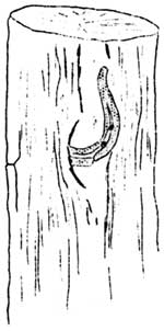 horseshoe tree