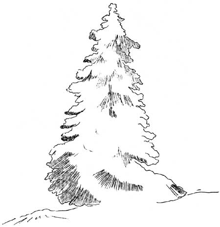 sketch of a tree