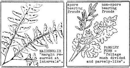 Maidenhair and Parsley ferns