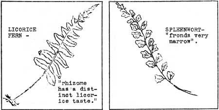 Licorice Fern and Spleenwort