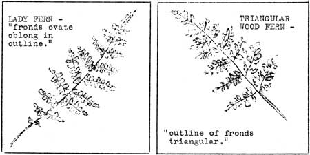 Lady and Triangular Wood Ferns