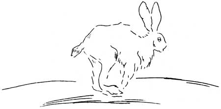 rabbit