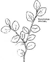 sketch of Vaccinium ovatum