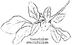 sketch of Vaccinium ovalifolium