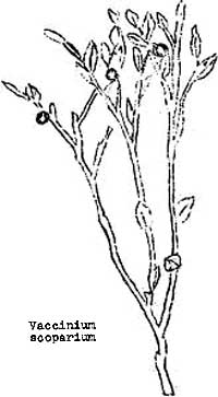 sketch of Vaccinium scorpium