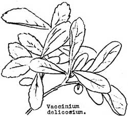 sketch of Vaccinium delicosium