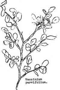 sketch of Vaccinium parvifolium