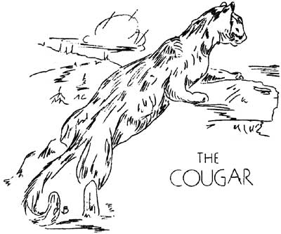 The cougar