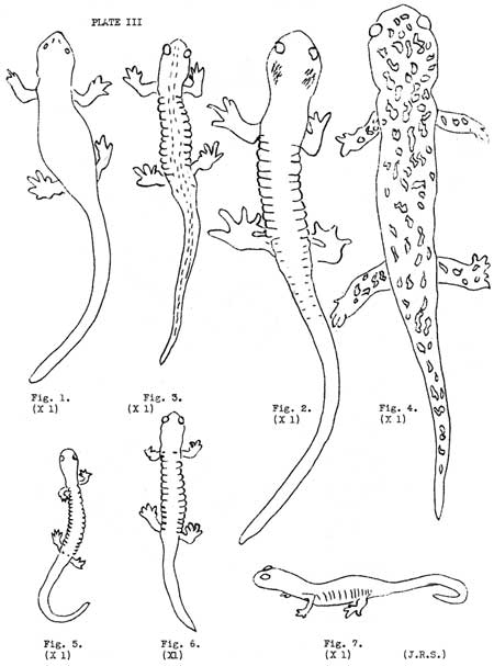 Salamanders (Plate III)