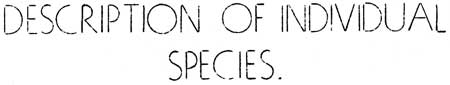 Description of Individual Species