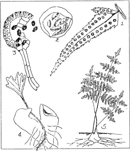sketch of fern life cycle