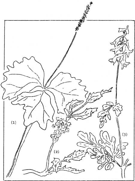 sketch of plants of the Barberry and Fumitory families