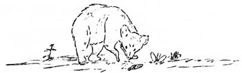 sketch of bear digging