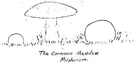 Common meadow mushroom