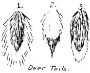 sketch of deer tails