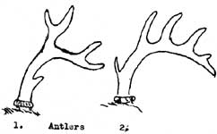 sketch of deer antlers