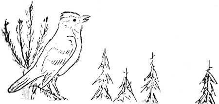 sketch of bird and
trees
