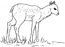 elk calf