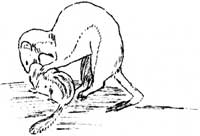 sketch of weasel and chipmunk