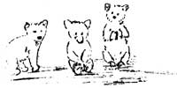 sketch of bear cubs