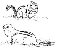 sketch of ground squirrels