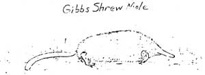 sketch of Gibbs Shrew Mole