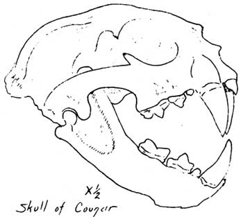 sketch of mountain lion skull