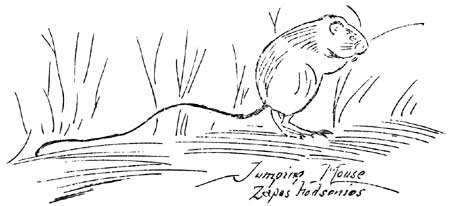 sketch of jumping mouse