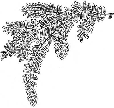 sketch of Western Hemlock branch with
cones