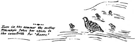 sketch of mother ptarmigan and chicks