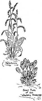 sketch of helebore and western anemone