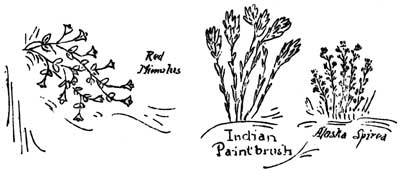 sketches of red mimulus, indian paintbrush, alaska spirea