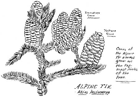 sketch of Alpine Fir needles and cones