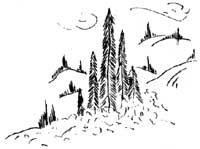 sketch of Alpine Fir trees