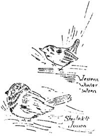 sketch of western winter wren and
Shufeldt junco